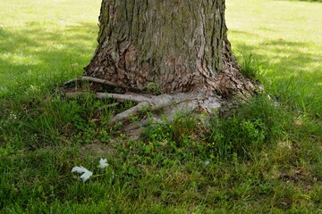 Maple tree showing damage due to years of too deep of a much bed that caused 'girdling' of the...