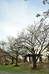 大峰山桜公園（新潟県）