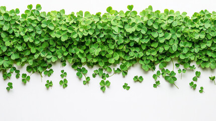 Obraz premium Vibrant St. Patrick's Day Clover Leaves Spread on White Background. Concept of Irish Heritage, Luck, Botanical Patterns. Copy space