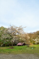 大峰山桜公園（新潟県）