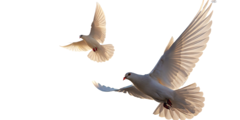 two doves A free flying white dove isolated on transparent background - Generative AI