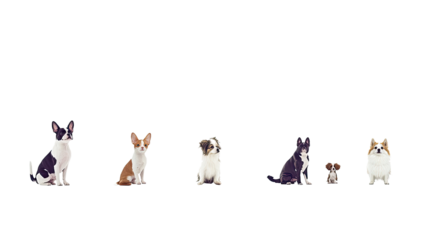 Groups of Adorable Pets Isolated on a Transparent Background Generative AI
