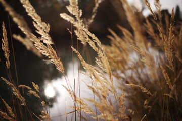 Fototapeta premium Golden grass by a calm lake