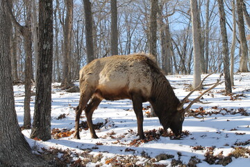 Animal in the woods with big snow