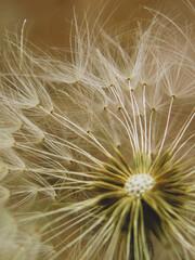 Dandelion core and seeds close-up.

