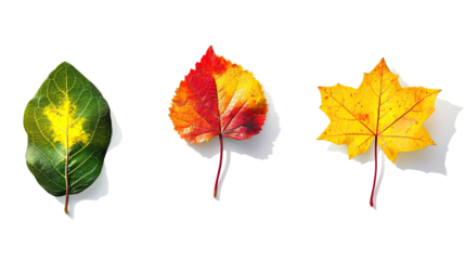 Varied Leaves Showcasing Seasonal Colors and Shadows Generative AI