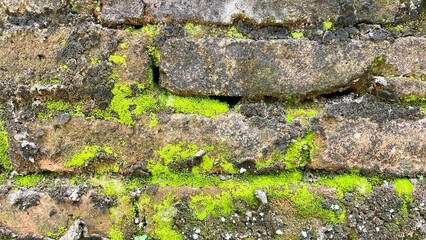 mossy walls