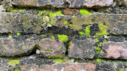 mossy walls
