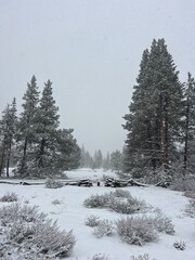 Snow and Trees in Lake Tahoe