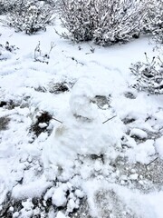 Snow and Trees in Lake Tahoe
