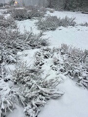 Snow and Trees in Lake Tahoe