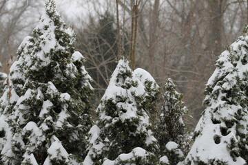 Cute Snow