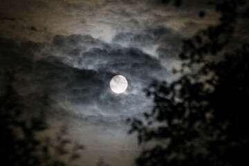 Full Moon Hiding in a Tree