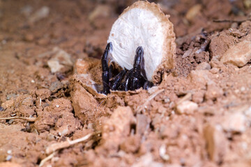 Female of trapdoor spider (Cteniza sauvagesi) in habitat, front view Ragno botola, Amblyocarenum nuragicus. Alghero. Sardegna. it.
