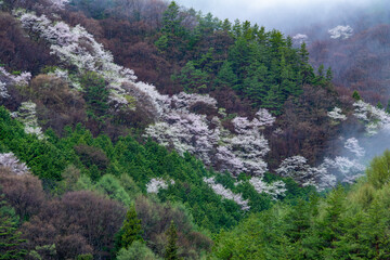 ひっそりと咲くヤマザクラ