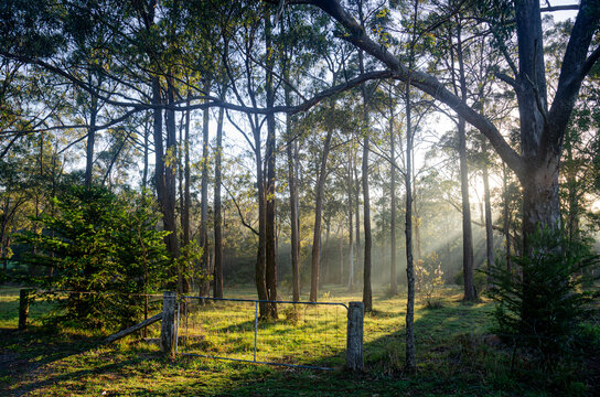 Australian landscape showing early morning sun's rays through tall gum trees onto grass, fence and gate. Sun's rays onto gate. Light and shade in nature. Rural scene. No people.
