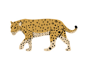 Onça-pintada jaguar onça pintada © Henrique