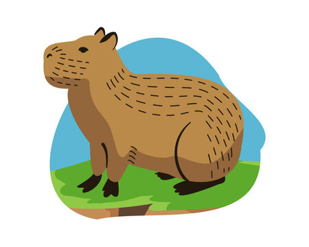 Capivara  (Hydrochoerus hydrochaeris)
