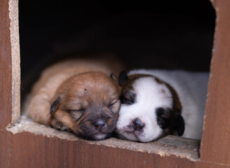 sleeping puppies