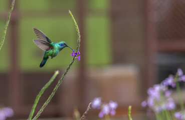 Mexican violetear hummingbird drinking nectar from a flower in flight.