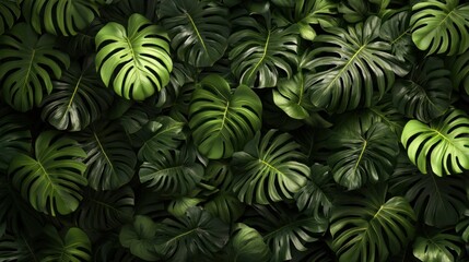 Lush Tropical Monstera Deliciosa Leaves Background