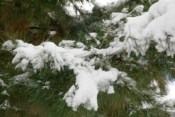 Branches of a pine tree full of snow, a pine tree in winter