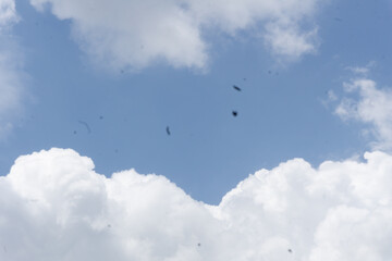 Summer blue sky cloud gradient light white background. Beauty cloud