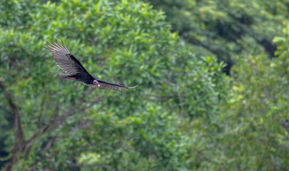 Turkey vulture in flight against a forest of trees.