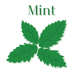 Fresh mint leaf. Vector illustration.
