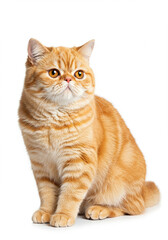 Obraz premium Adorable Ginger British Shorthair Cat Sitting Studio Shot White Background