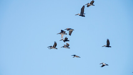 A flock of ten brown pelicans (binomial name: Pelecanus occidentalis) flying above South Hutchinson Island along the southeastern Atlantic coast of Florida. Brown pelicans are gregarious piscivores.