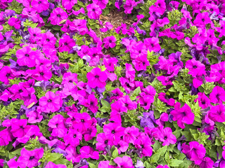 Profusion of common garden petunias (binomial name: Petunia x atkinsiana) in an ornamental garden, springtime in southwest Florida, for background or element with motifs of similarity and abundance