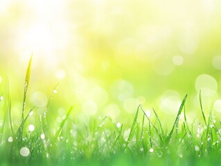 Obraz premium Dew-kissed grass in morning sunlight