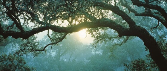Sunlight filters through the branches of ancient trees, casting a misty, ethereal glow that illuminates the serene forest canopy.