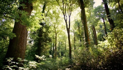 Fototapeta premium Wood Backgrounds: Enchanted Forest Where Trees Whisper Secrets