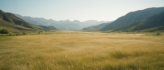 Obraz premium A vast golden field stretches into the distance, framed by majestic mountains under a clear blue sky, capturing the essence of untouched nature.