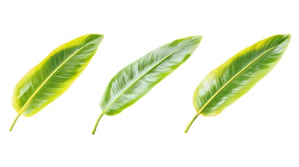 Tropical Leaves on Transparent Background Generative AI