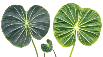 Tropical Leaves Collection on Transparent Background Generative AI