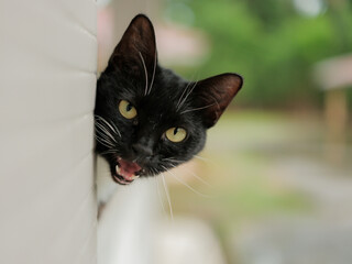 Head black cat begind brickwall with blured background