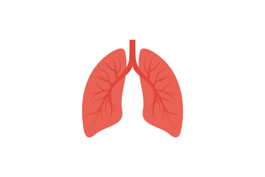 Simple Illustration of Human Lungs Anatomy. flat style illustration vector