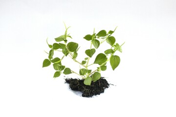 Peperomia pellucida or pepper elder, or shining bush plant, or crab claw herb is a shallow-rooted annual herb, on the white background.