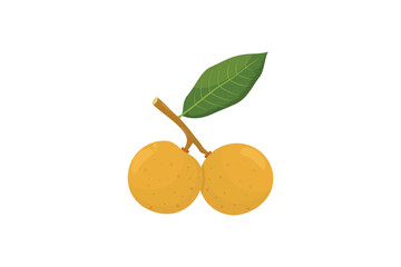 Two ripe longans on a branch with a leaf. longan fruit illustration in flat style vector