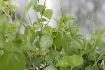 Peperomia pellucida or pepper elder, or shining bush plant, or crab claw herb, or crab claw herb is...