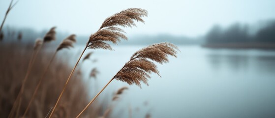 Obraz premium Tall, golden reeds sway gently by a tranquil lake, under a misty sky, offering a peaceful glimpse of nature.