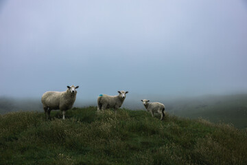 Nervous sheep looking out for danger