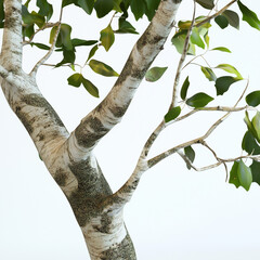 tree with leaves