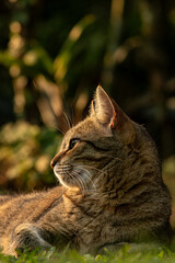 Gato deitado na grama iluminado pela luz do pôr do sol