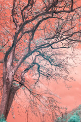 An infrared style, a tree with a complex network of branches, some adorned with blossoms
