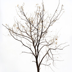 Obraz premium silhouette of a tree in winter