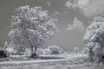 An infrared style, a large, prominent tree along with smaller trees and shrubs in the background